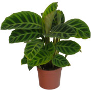 Calathea, folhagem de zebra